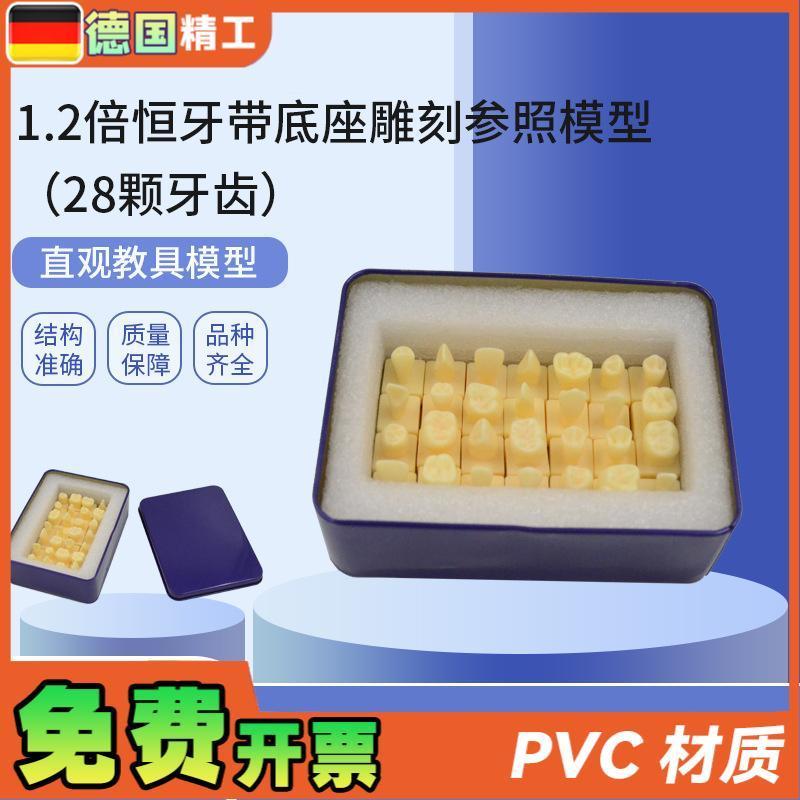 德国PNT-OR18 1o.2倍恒牙带底座雕刻参照(28颗牙齿)仿真离体牙模