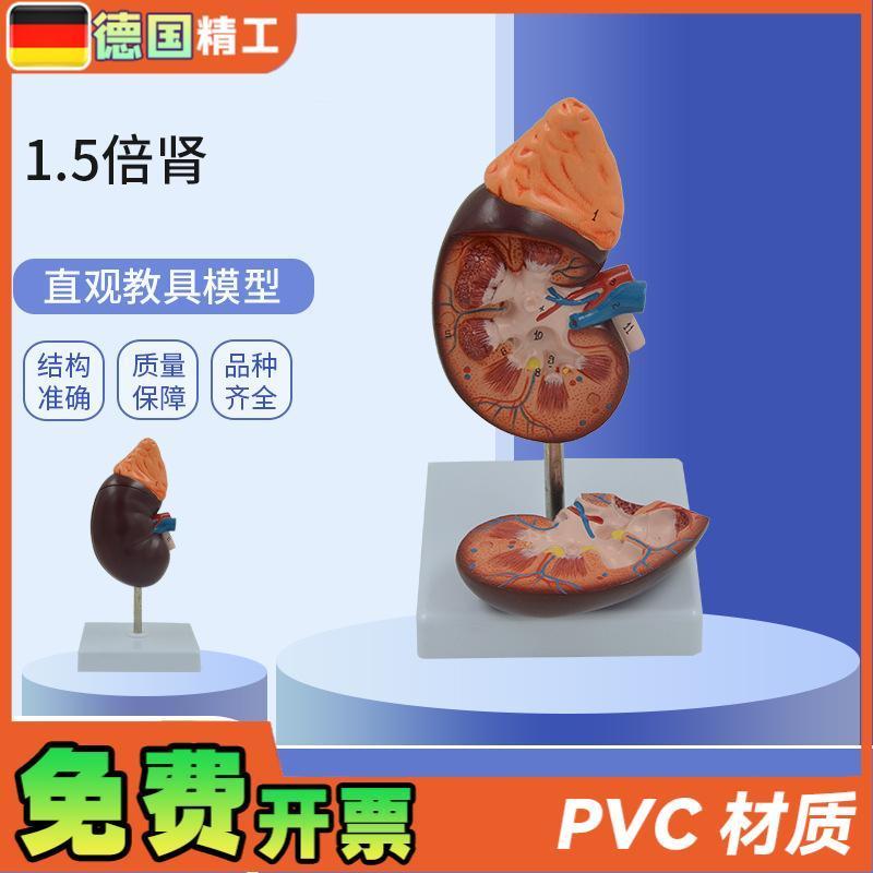 德国】PNT-0561-1 肾解剖教学模型肾解剖1.5倍放大附肾.上腺教学
