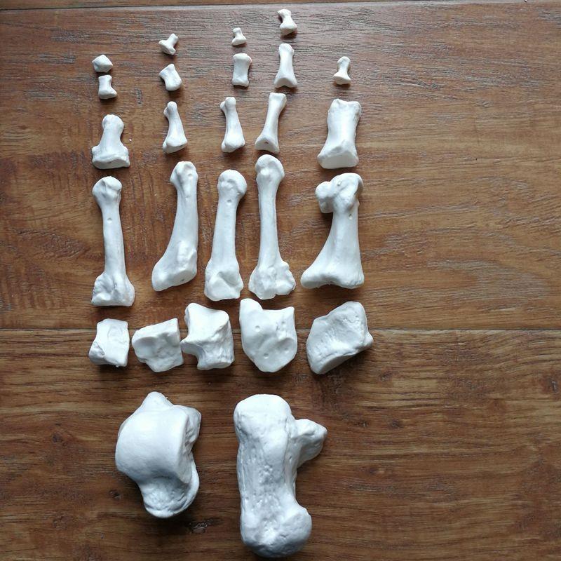 脚踝腕关节仿真脚骨头模型1比1踝关节可活M动足骨脚趾骨能活动医