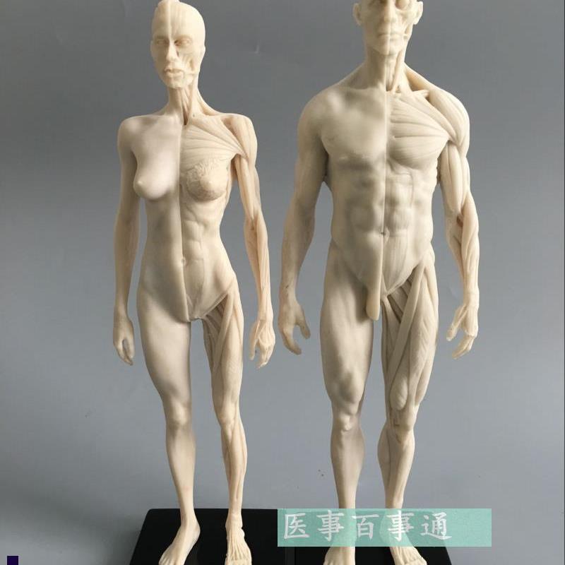 用头骨胸像艺用人体n肌肉骨骼解剖结构模型美术人体360度肌肉