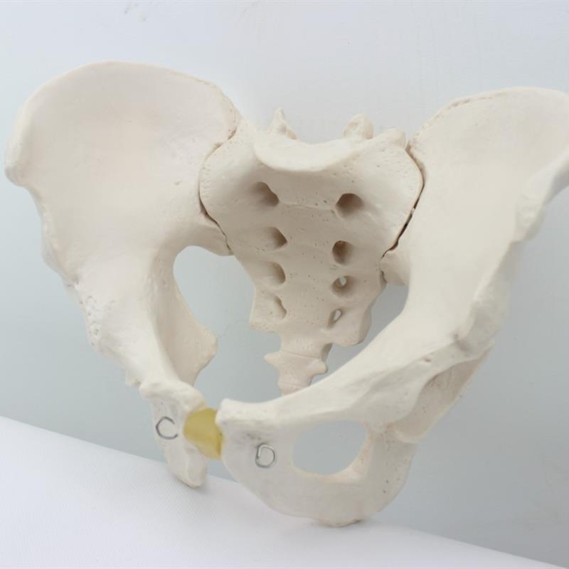 ENOVO颐诺 1:1男性骨盆模型标本髂骨坐骨尾骨模T型 人体骨骼模型