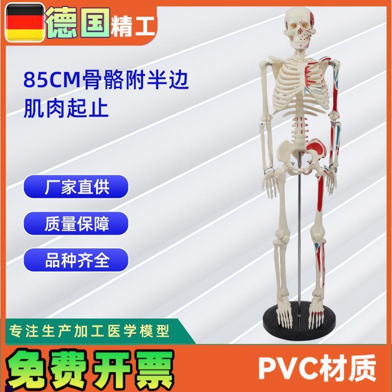 85CM附半身肌肉起止点C骨骼模型医药教学骨骼模型