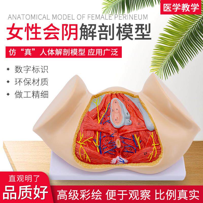 女性会阴模型 会k阴解剖模型 妇科解剖模型 女性生殖器官解剖模型