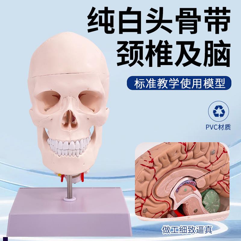 人体头骨附颈椎及大脑模型可拆卸成人1:1L骷髅头医学教具数字编码
