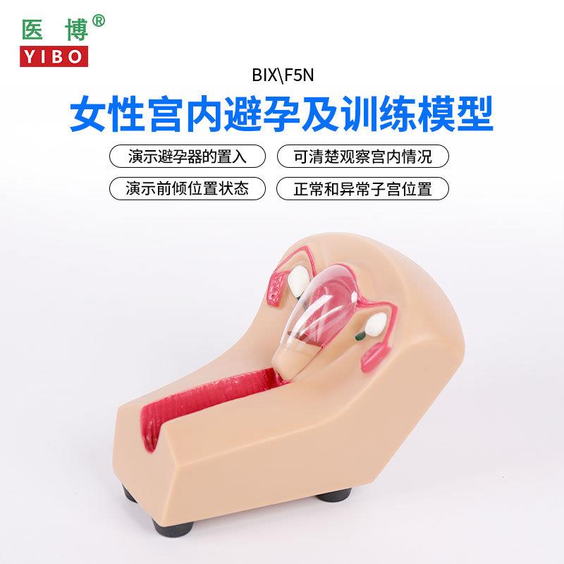 医博 女性宫内避孕器训练模型 子宫生殖器官教学模具上环取环练习