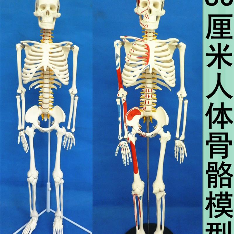 医用人体骨骼模型人体脊椎骨架医用脊柱标本小人全身骨X模型85厘