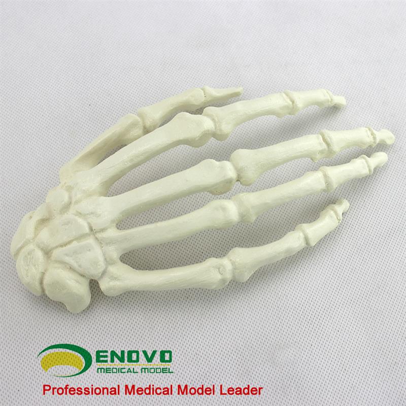 ENOVO颐诺骨科Sawbonve手骨人工皮质骨松质骨指骨骨科植入仿真模