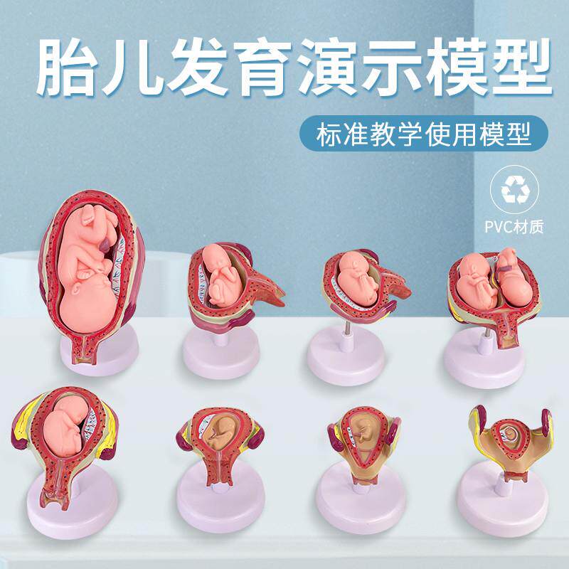 妊娠发育过程模型 胚胎计划生育模型 F计生展示模型 胎儿模型 子