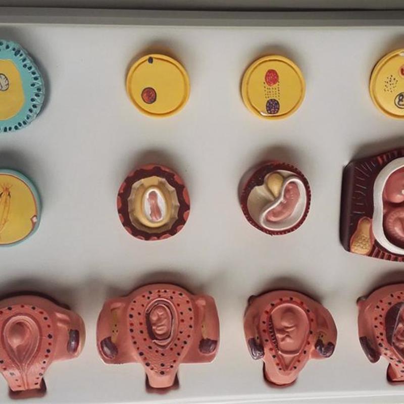 人体妊娠胚胎儿发育过程模型受精卵子宫组织胚胎模型 Z人体模型子