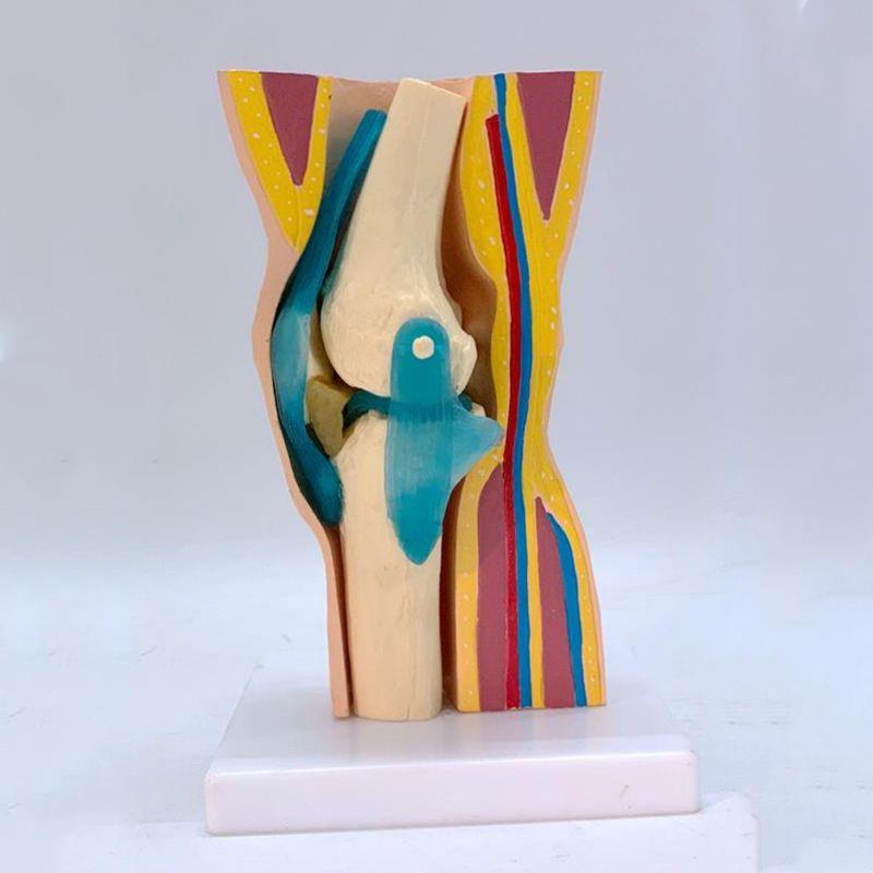 膝关节模型膝盖层次结构皮肤肌肉解剖外科手术P示教人体骨骼韧带