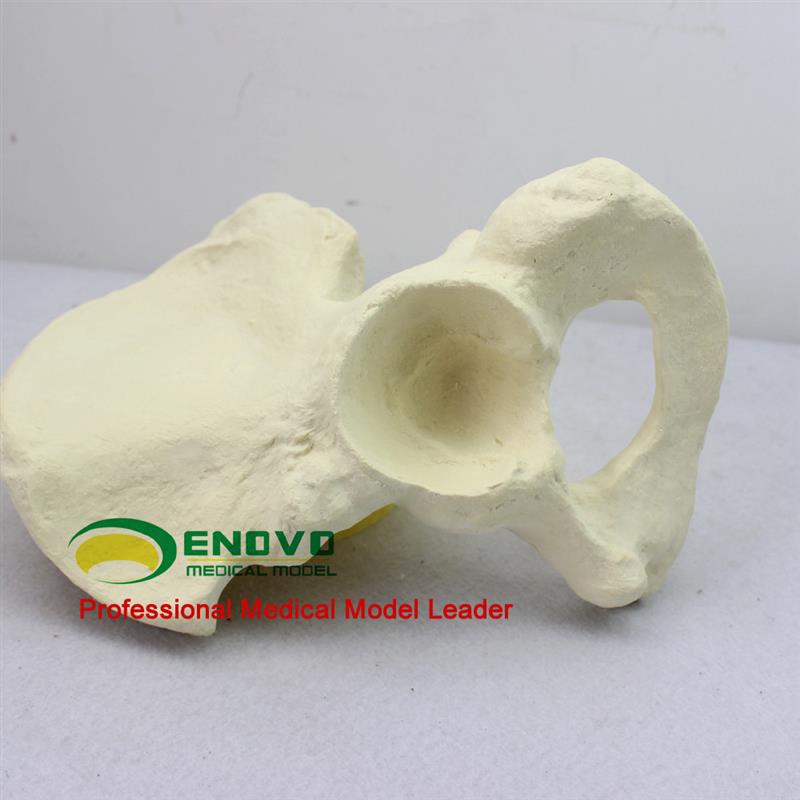 骨科手术摸拟Sawbnone仿真骨人工合成骨髂骨模型人体骨骼模型