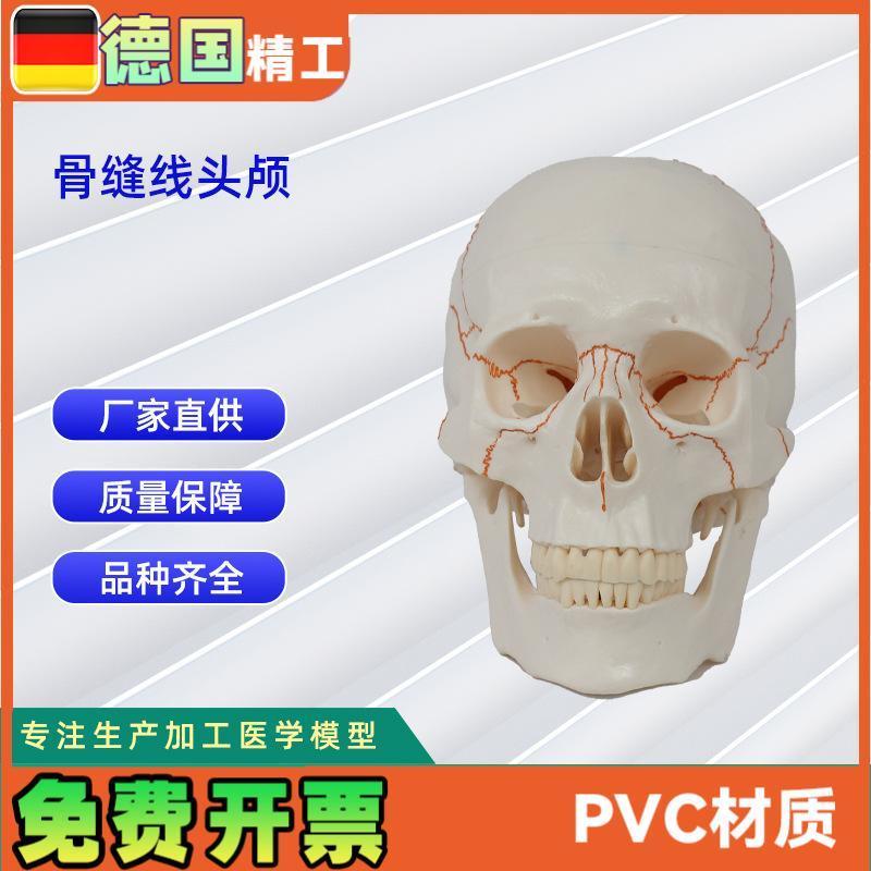 骨缝线头颅 20*14.5*17.5CM 医I学人体头骨颅骨模型骨科教学模具