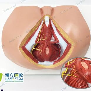 男性会阴模型血管神经骨盆底肌解剖模M型生殖泌尿肛肠普外科