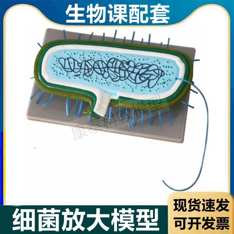细菌模型 生物学教具原核核糖体细胞质病毒放大实V验教具医用教学