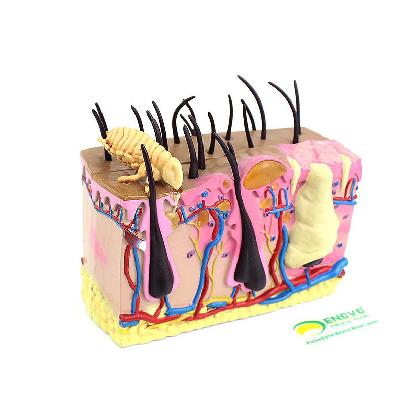 ENOVaO颐诺 狗皮肤模型犬跳蚤咬伤犬皮肤宠物狗皮肤解剖模型 犬皮