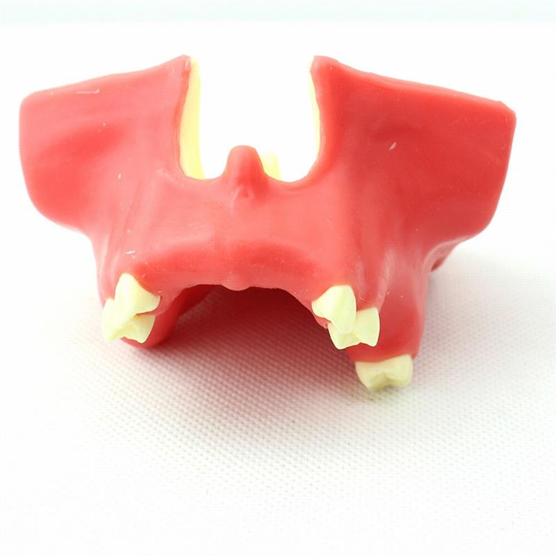 ENOVO颐g诺牙医口腔即刻种植培训上颌骨上颌窦底提升术操作模型口