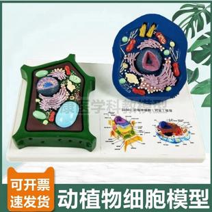 动物细胞模型植物细胞生物课用细胞器叶绿体细胞核U高尔基体线粒