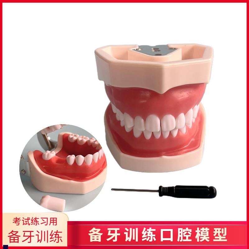 口腔教学牙d齿模型仿真树脂离体牙模考试窝沟备牙练习口腔仿真头