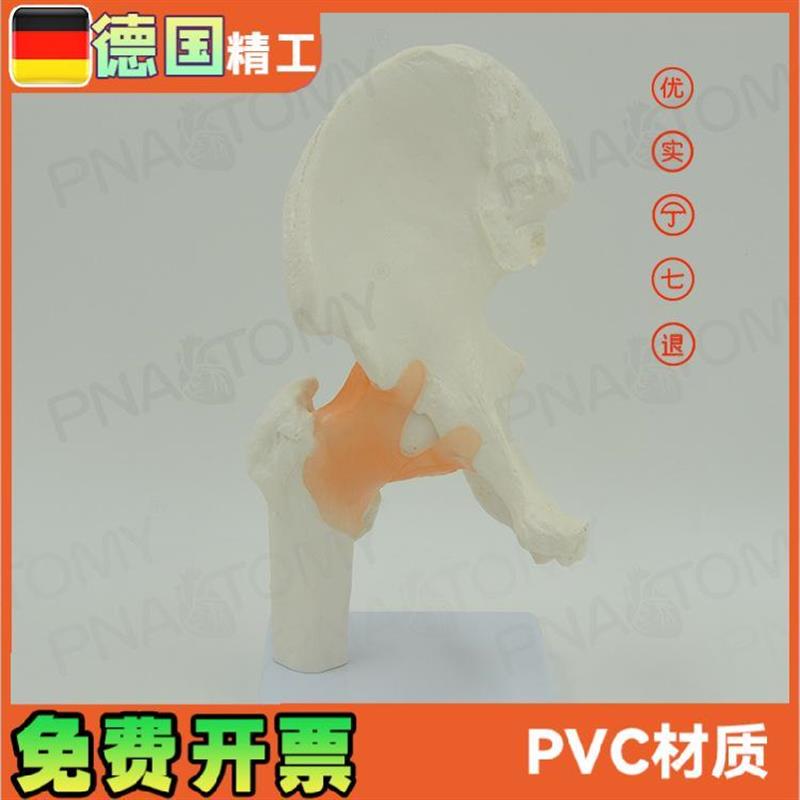 1比1大人体运动系统骨骼模型髋关节股关节韧带骨科Z疼痛科教学