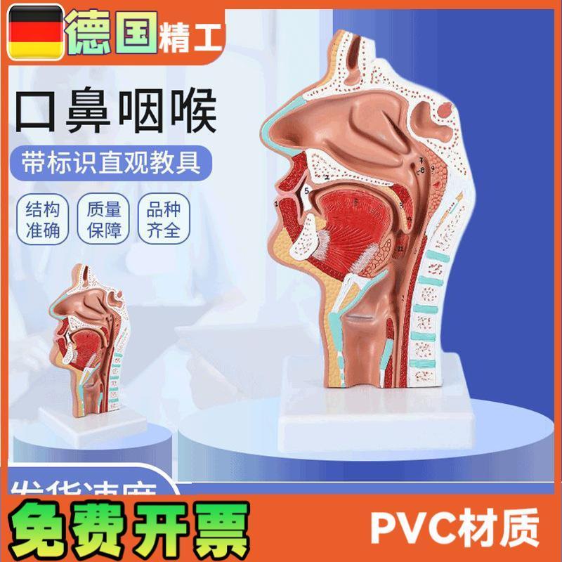 头部解剖模型口鼻咽喉 鼻腔病理模型 口鼻咽喉内侧面血.管神经模