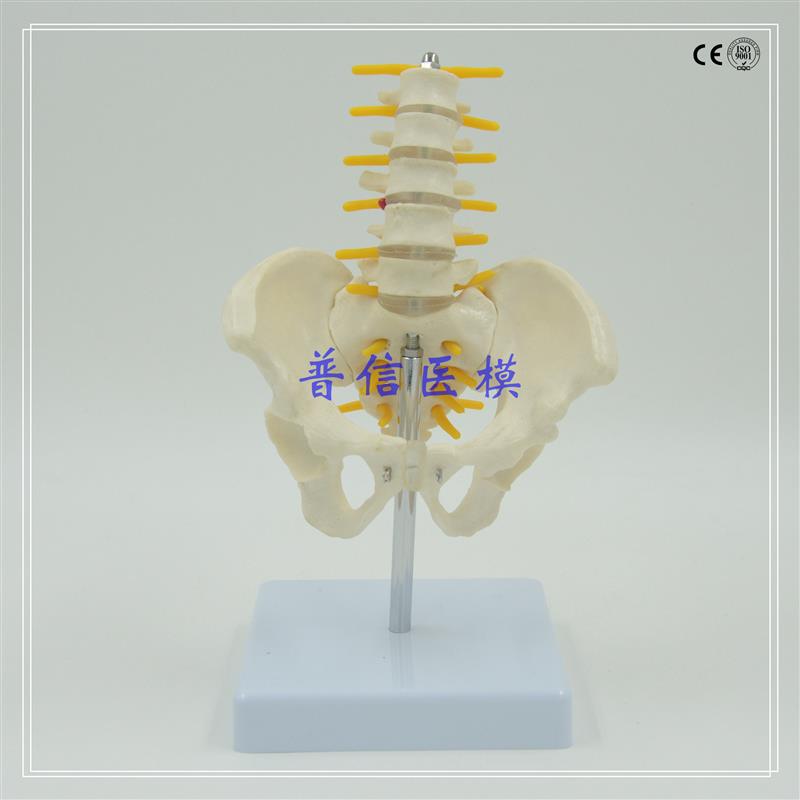 普信 人体骨盆带五节腰椎模型z 骨科 脊柱脊椎模型 健身展示模型