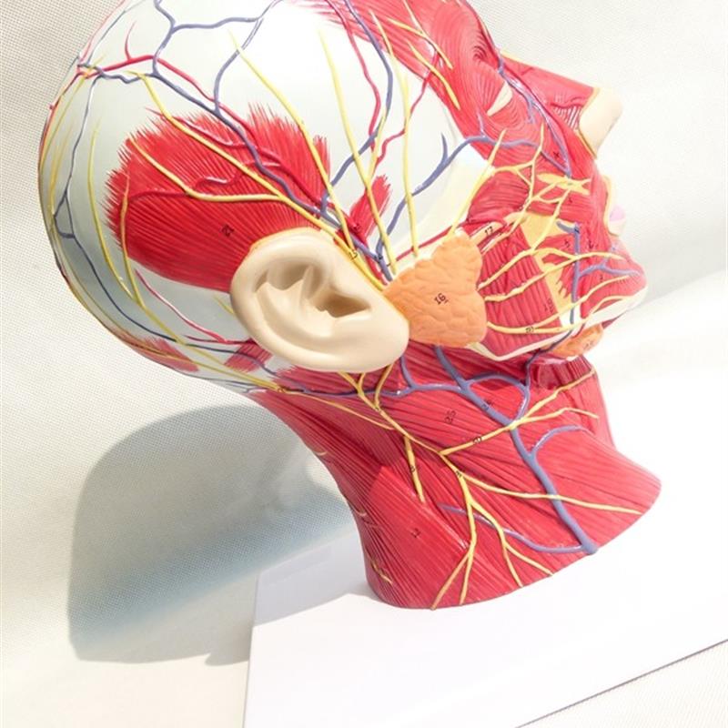 头面部附脑血管神经模型 颈部解剖学 神经血N管肌肉结构 精品模型