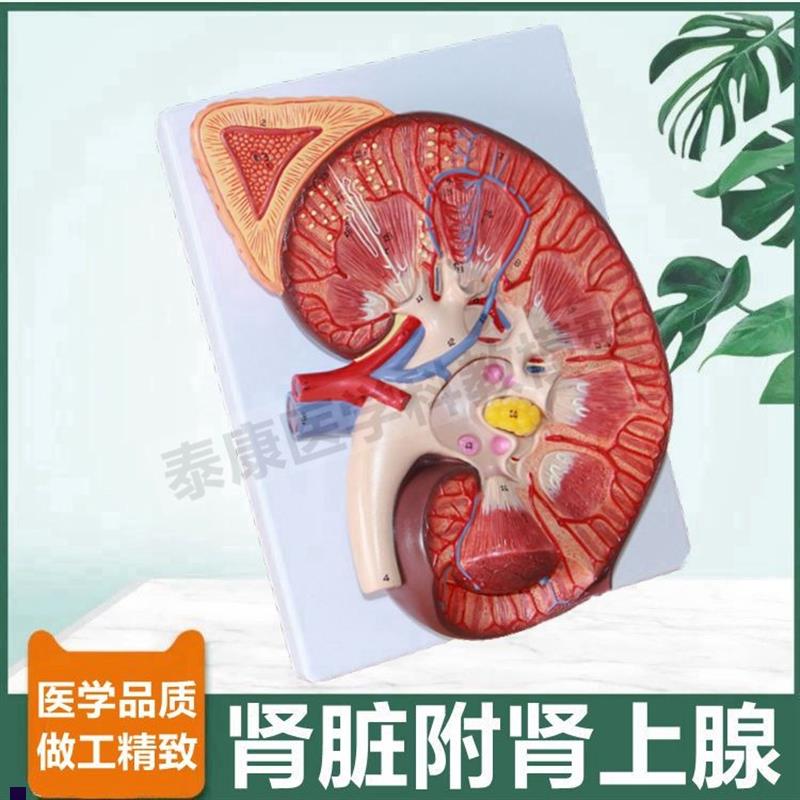 大型肾脏解剖模型肾上腺输尿管肾单位肾小球病理尿液蛋Z白尿形成