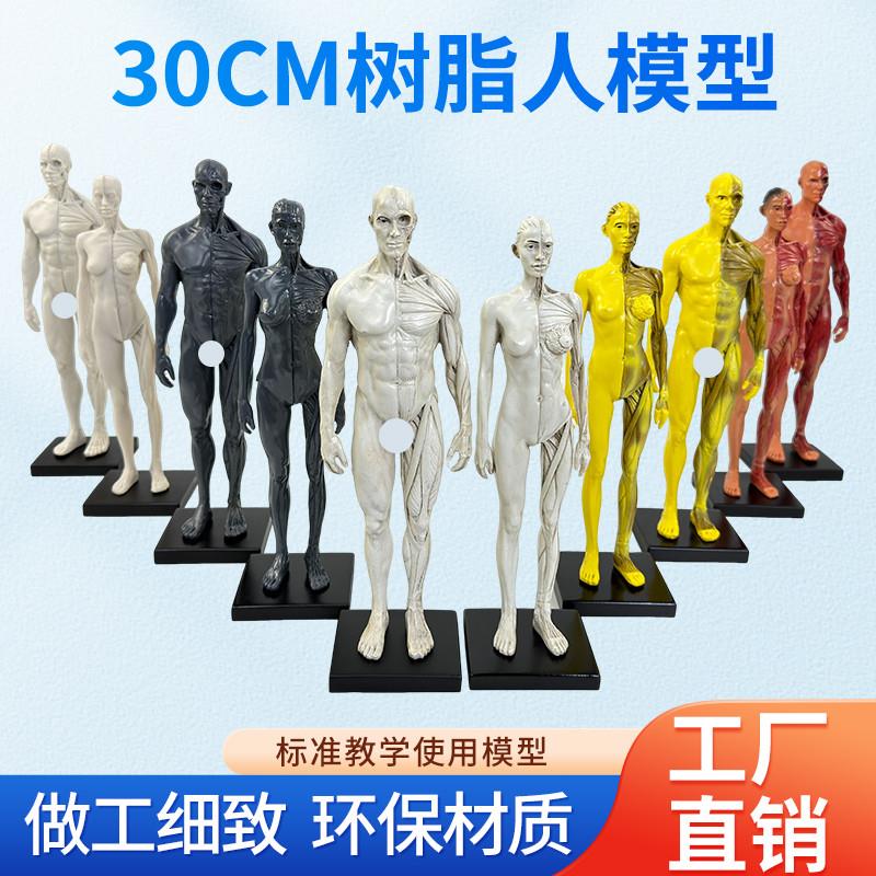 30cm艺用 树脂肌肉人 r骨骼解剖人体模型 结构美术 CG绘画雕塑教