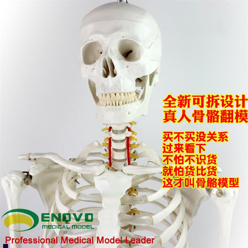 ENOVO颐诺170cm人体骨w骼模型骨架标本模型美术医学艺用可拆卸骨