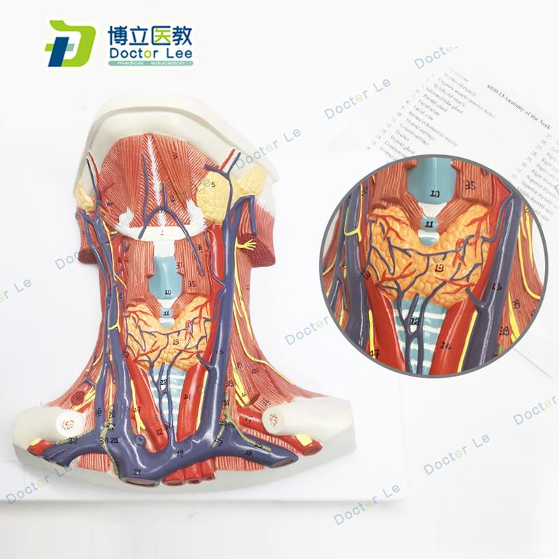 颈部模型颈前肌局解肌肉w神经解剖学人体教学医学教具模型