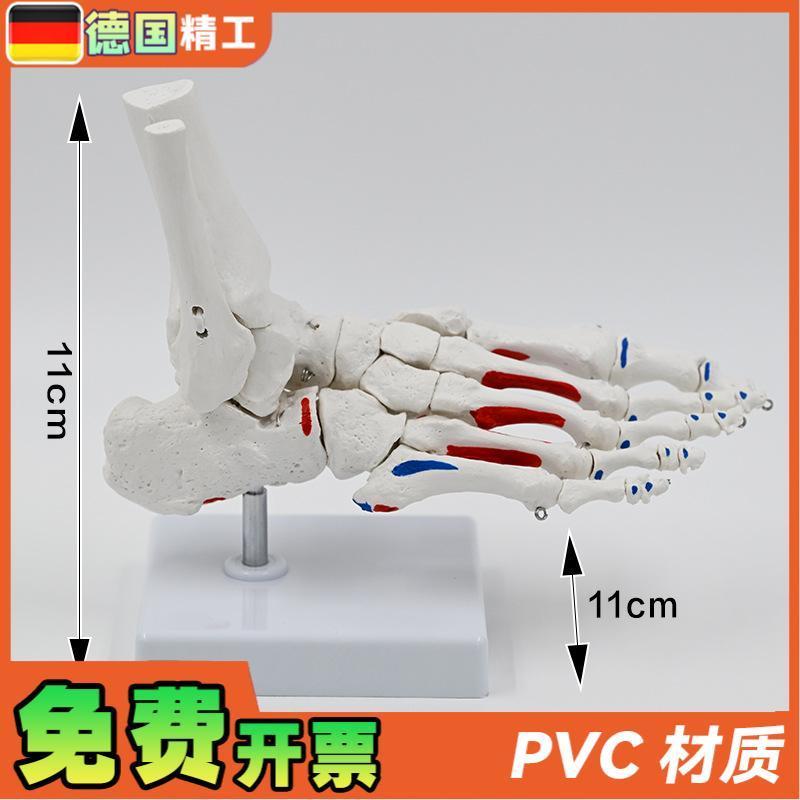 德国】1比d1肌肉起止点脚骨模型 脚关节踝关节足骨教具脚骨仿真跖