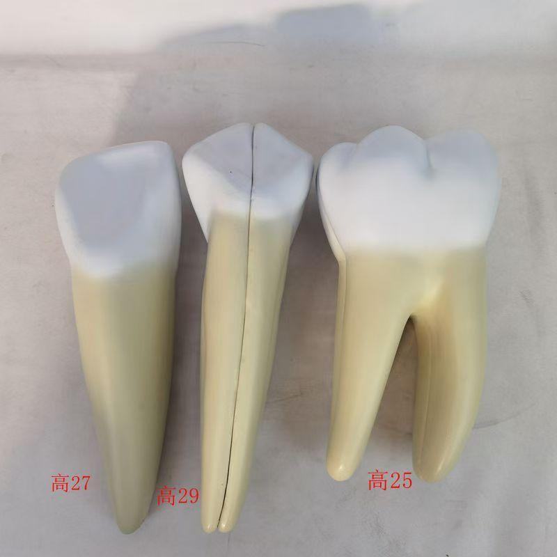 人体牙齿b放大解剖模型牙科牙医教学演示模型牙神经根管治疗讲解