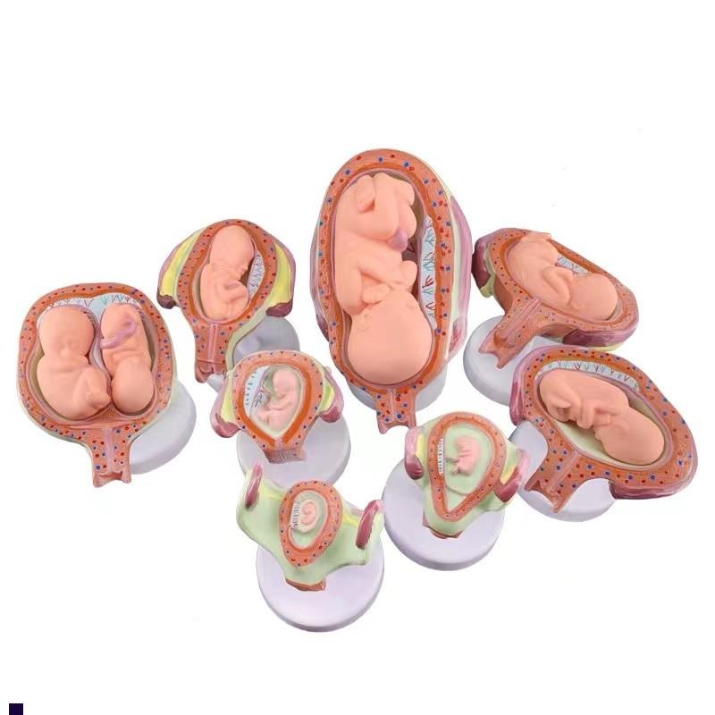 胎儿(胚胎)妊娠发育过程模型y子宫脐带胎盘卵巢解剖教学模具8部件