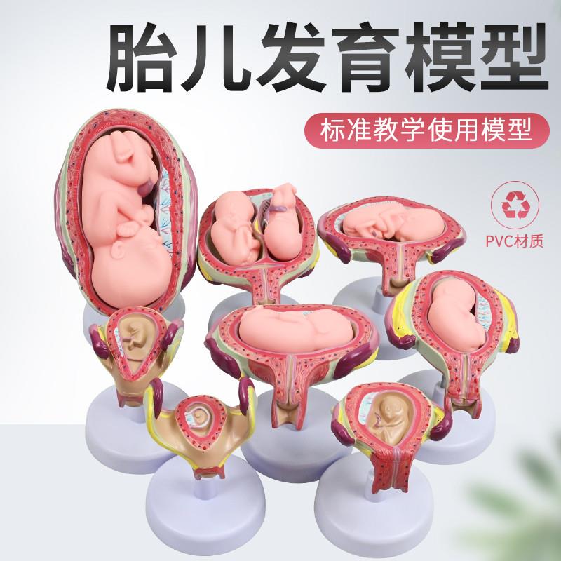 妊娠发育过程模型 胚胎计划生育模型 计生展示模型 胎儿.模型 子