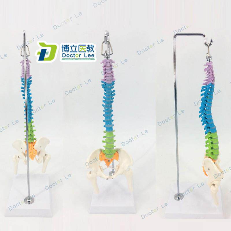 45CM彩色g人体脊椎模型 带骨盆股骨尾骨脊柱 骨骼骨架模型