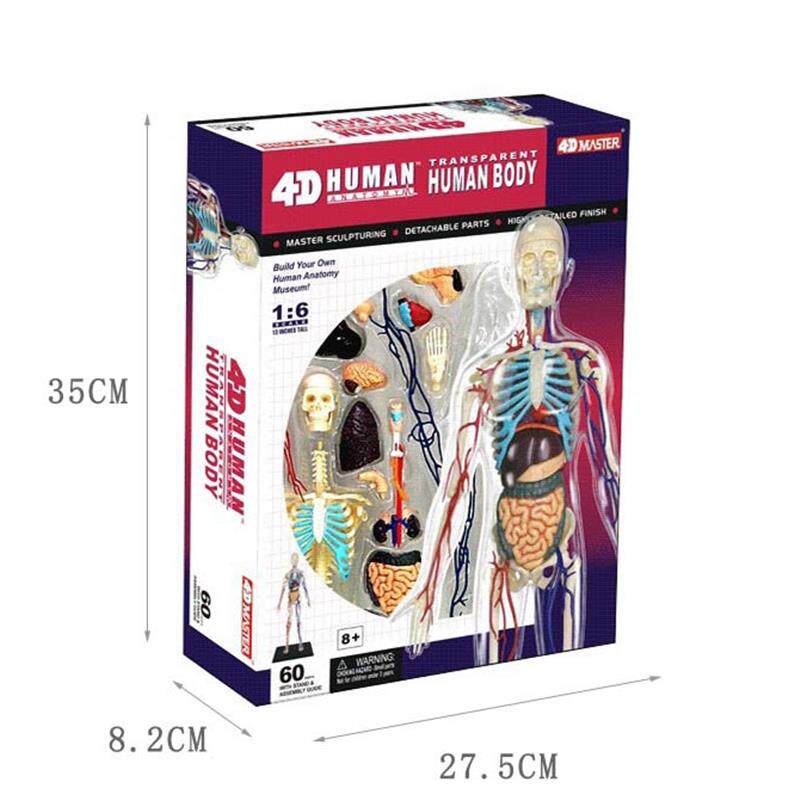 4DMASTER 人体解剖拼装模型 生物K教学模型教具 全身透明人