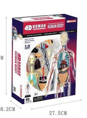 4DMASTER 人体解剖拼装模型 生物K教学模型教具 全身透明人