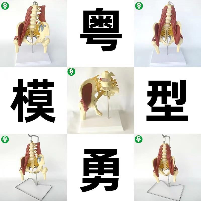 成人腰椎带肌肉模型盆骨腰间盘突出产妇盆底肌修复演示.骶骨神经