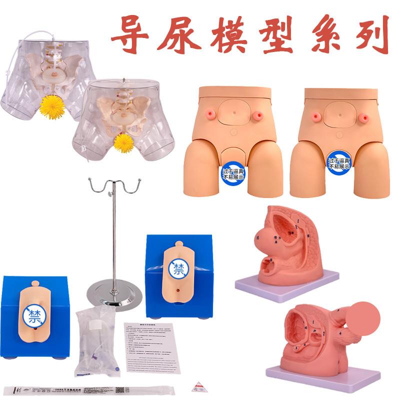 男性内外生殖器解剖及男性w导尿模型 男性泌尿系统生殖系统模型
