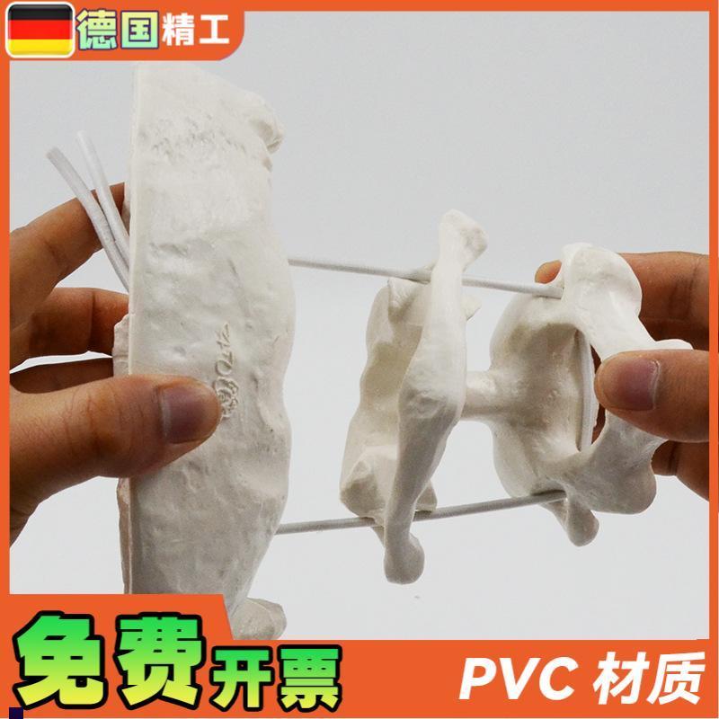 德国】人体枕骨带寰椎枢椎可x活动拆卸骨骼放大模型医用教学正骨
