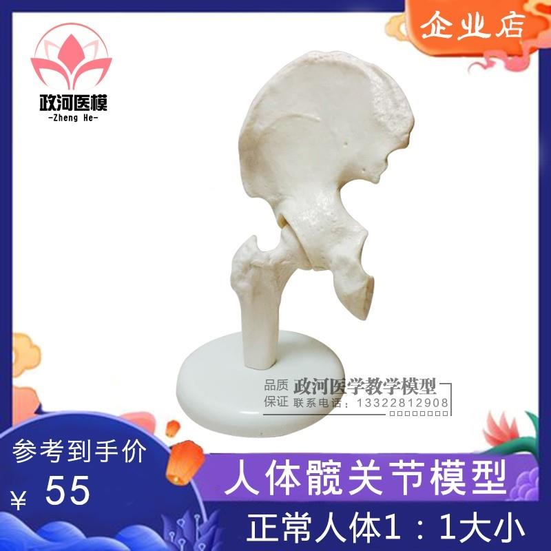 正品人体髋关节股关节模型A人体骨骼模型运动骨骨科疼痛科