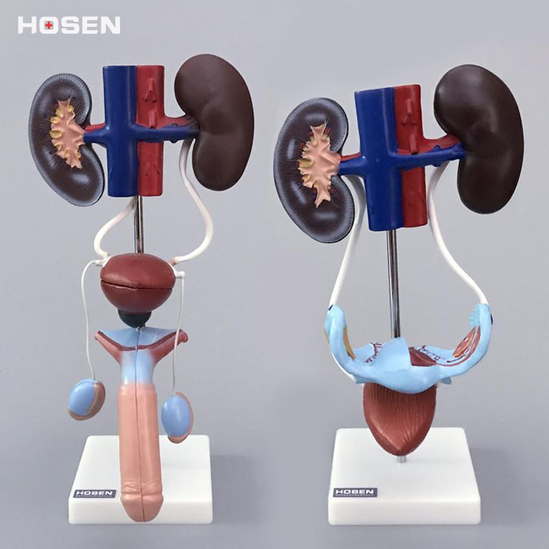 泌尿生殖c系统模型男性女性肾脏解剖模具膀胱输尿管结构造医学教