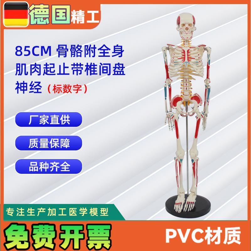 85CM附全身i肌肉起止带椎间盘神经骨骼模型标数字人体骨骼模型教