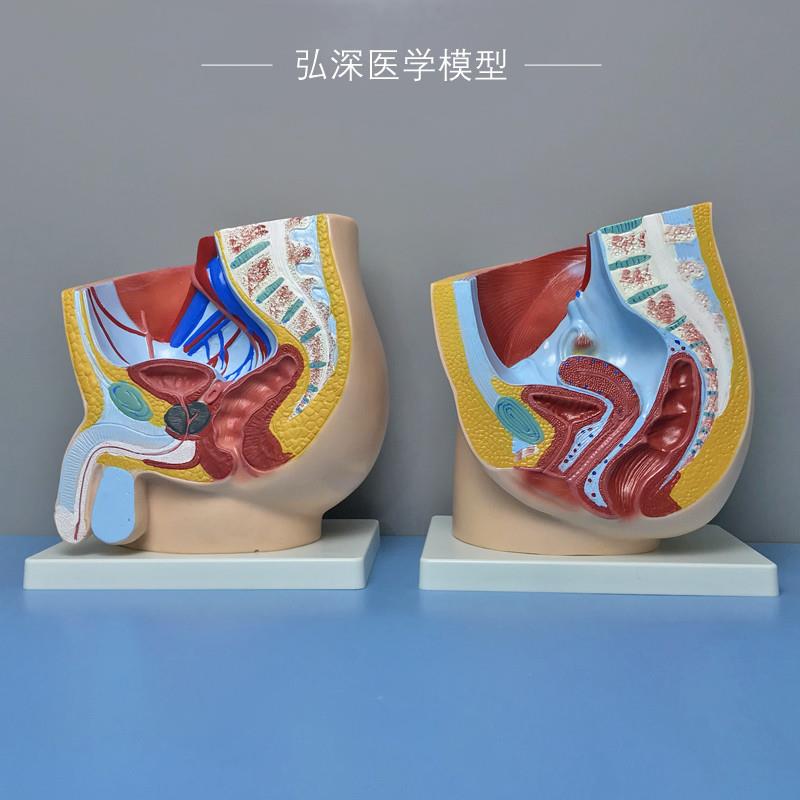 人体矢状解剖模型男性女性生殖y系统腹部器官切面妇产医学科教模