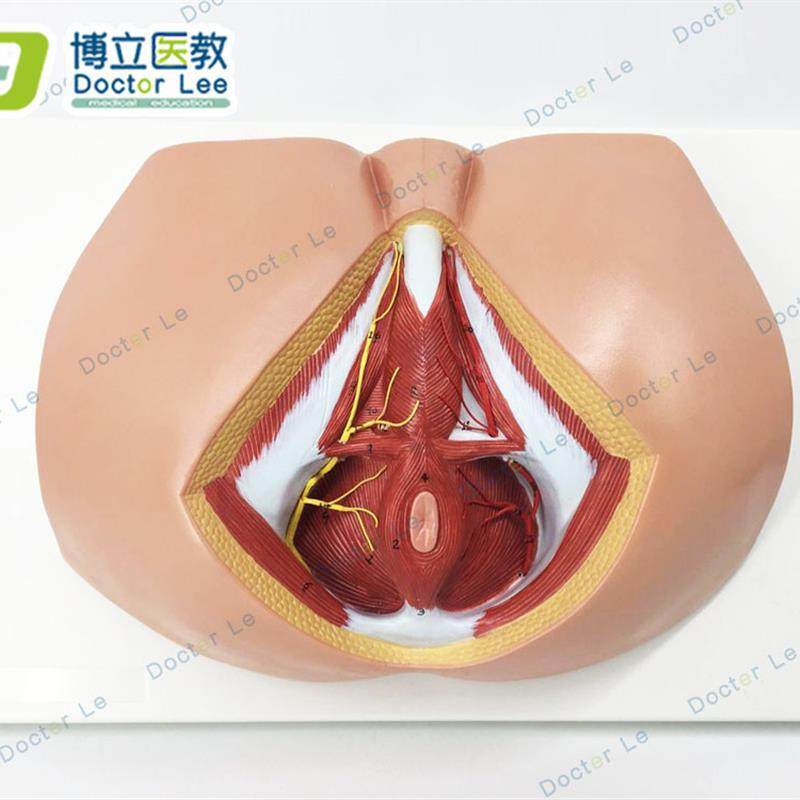 女性会阴模型会阴解o剖模型解剖模型人体骨骼模型女性生殖私密模
