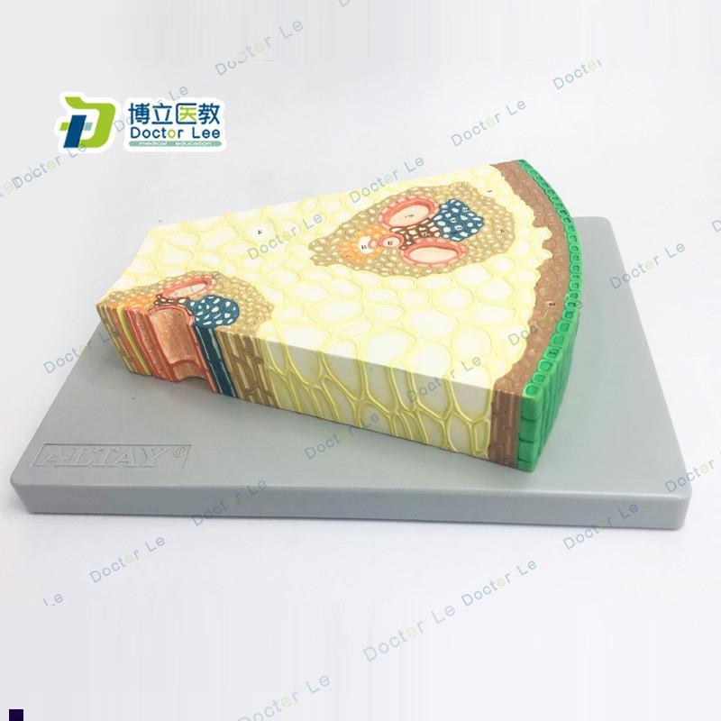 细胞组织生物教学模型植物模型单子叶植物Q茎构造纵横切面模型