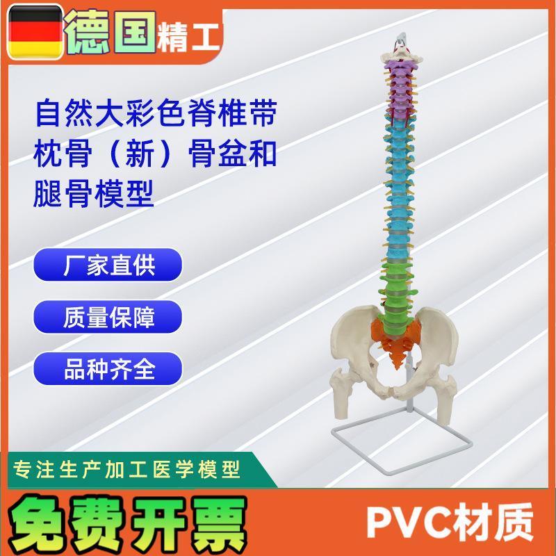 自然大彩色脊椎带枕骨新骨盆和腿骨模型 人体骨骼模Z型教学模型