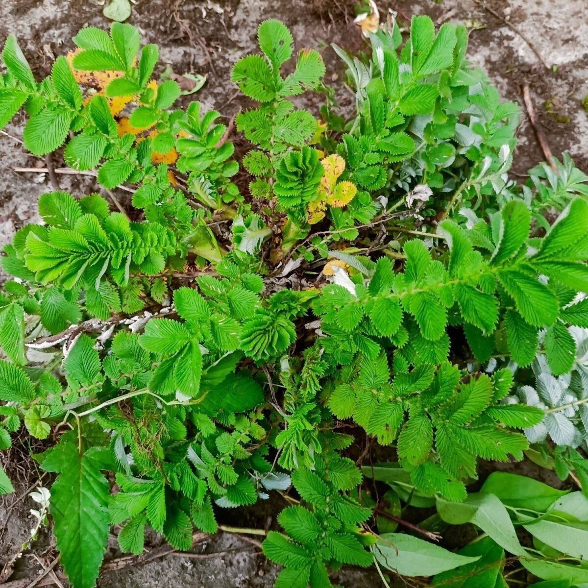 云南纯天然翻白叶草翻白草中药材正品番白叶草带根鸡爪草新鲜绿植