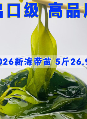 盐渍海带苗荣成半干嫩苗小海带芽