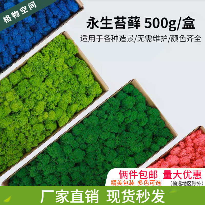 永生苔藓鹿蕊苔藓仿真苔藓植物绿植装饰背景室内苔藓造景盒装